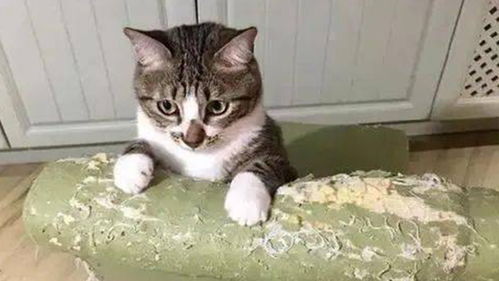 为什么猫咪要抓猫抓板 给猫咪玩猫抓板又有哪些讲究
