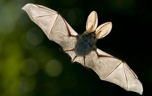 蝙蝠为何 毒性 那么厉害 科学家回应 或是为了飞行付出的代价