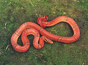 全身红色的蛇是什么蛇 
