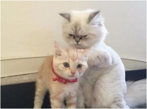 女子买了只橘猫陪白猫 以为白猫会欺负它下班回家一看被暖到了 