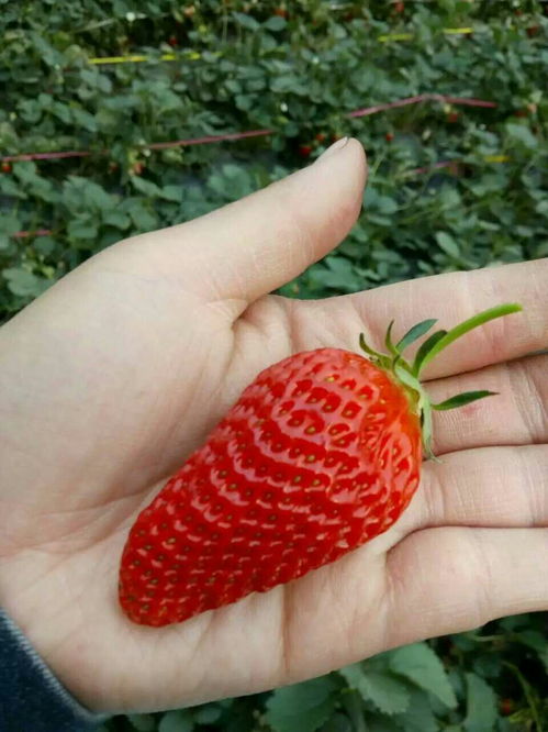 种草莓用什么土种植最好