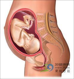 15周胎儿在母体位置图 四个月怀孕引产下来的婴儿形状能分辨出男女吗