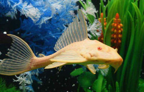 金苔鼠会吸其他的鱼,它可以和什么鱼混养 