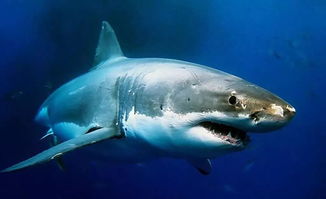 鲨鱼林凯文图片
