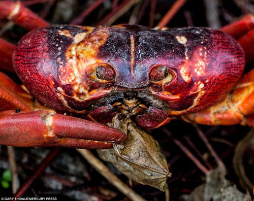 澳洲红蟹能吃吗(澳洲红蟹为什么不能吃)