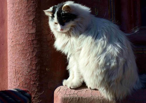 故宫散养的200只 御猫 ,为何鲜有游客看见,难道是因为怕人