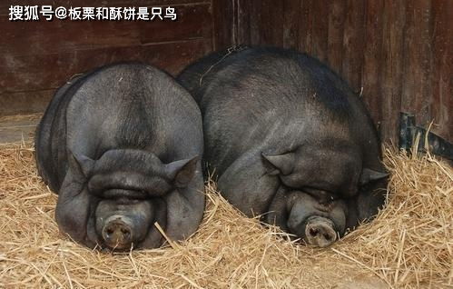 智商高爱干净,嗅觉不亚于狗,为什么这样的猪要被关起来养肥了吃