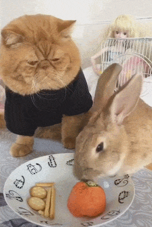 兔子吃胡萝卜,猫咪看了一脸 嫌弃 你咋这么埋汰呢