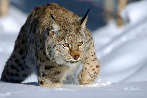 地球上最凶残的6种野猫,凶猛程度远超我们的认知,能单挑狼群
