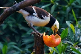 爱吃苹果的鸟