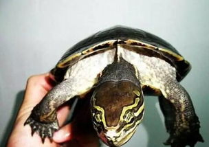 十大最大淡水龟？