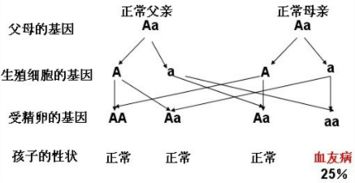 血友病患者的伤口流血时不易凝固.这种情况在他们的后代中还有可能出现.这是受基因控制的性状. 题目和参考答案 青夏教育精英家教网 