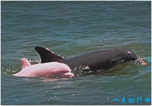 这种海豚的身体竟然呈粉红色,是变异了吗 