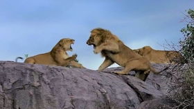 非洲二哥吃小狮子被狮群抓住,雄狮给了它一个体面的死法