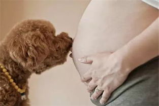 怀孕后,家里还可以养狗狗吗 