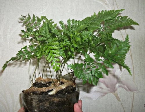 根状茎特别奇特的狼尾蕨,搭配翠绿的叶子,很适合养成垂盆植物
