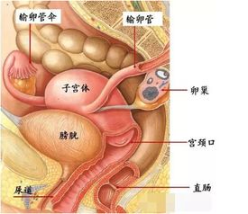 痛经多年还有子宫肌瘤,该不该切子宫