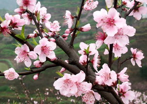 龙泉第一批桃花开了 两条赏花线路推荐 