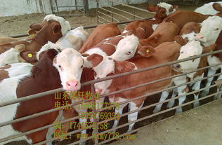 黑龙江个体养牛场价格 黑龙江个体养牛场型号规格 