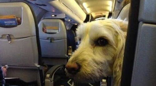 女乘客声称对宠物过敏,要求把飞机上的治疗犬赶下飞机,然后