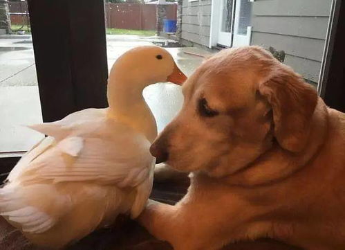 金毛偷吃鸭粮天天被打,坚持一年以后,金毛和鸭鸭产生奇妙的友谊