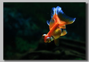 漂亮的小金鱼 新增了红色兰寿