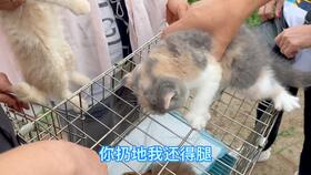 今天来到东北宠物市场,看看都有什么品种的猫咪