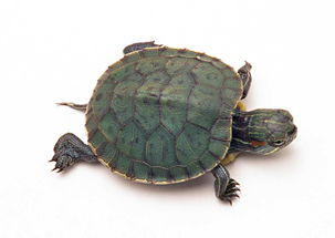 乌龟动物世界海龟地球生物摄影素材图片 模板下载 1.27MB 其他大全 标志丨符号 