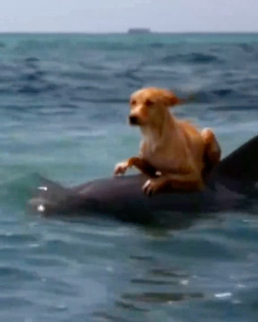 狗子落水被一只海豚救了 