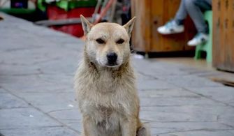 慈溪市人民政府发布关于进一步规范养犬行为加强犬类管理的通告