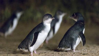 去墨尔本必看 菲利普岛超萌小企鹅游行 