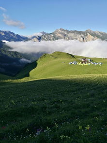 7月的九顶山满山遍野的野花,云海