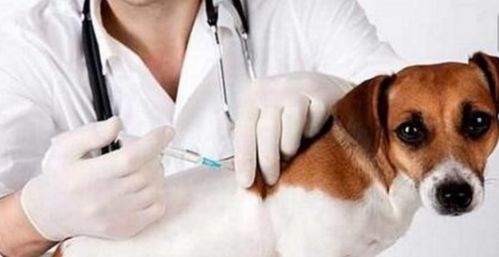 小狗出生多长时间驱虫,打疫苗. 