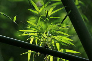 竹子人工种植方法,三种竹子最好养殖方法
