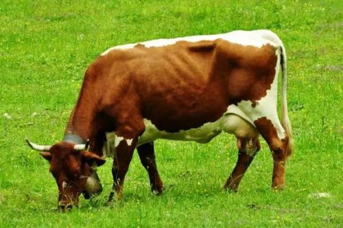 生肖牛 上天为你准备了一场盛大的喜事 你家里有属牛的吗