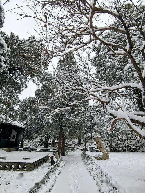 庚子年冬月,在青州古城听雪落下的声音