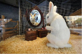 兔年说兔 关于兔子的英语口语 