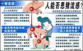 猪流感会传染给人吗,猪流感会传染给人吗