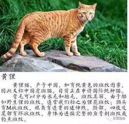 不看不知道,看了才知道原来中国有这么多种猫