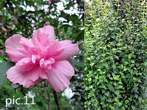 来问几种花花草草的名子 