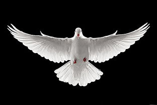 展开翅膀的鸽子高清图片设计素材 高清PSD图片素材 650 433像素 90设计 