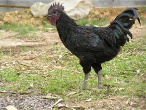 全国最大八黑鸡养殖,想养五黑鸡，好不好养？前景如何