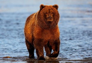 阿拉斯加 棕熊与鲑鱼的故事 转