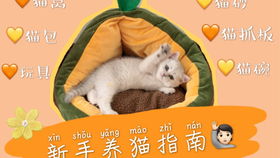 本以为要玩疯,结果猫猫对自走玩具毫无兴趣