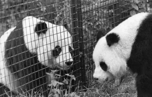 为到中国亲手养熊猫,日本妹子苦练四川话,终圆铲屎梦