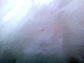 我的狗狗身上长了黑色的小点点,这是皮肤病吗 