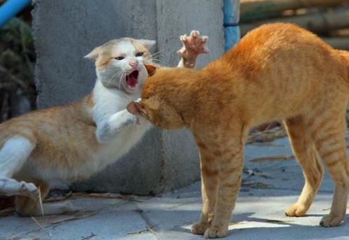 猫咪交配时母猫会发出惨叫,完成之后还会攻击公猫,原因是什么