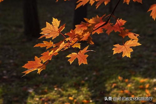 河北秦皇岛 枫叶写下秋天的诗歌