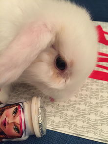 小兔子眼周围掉毛 