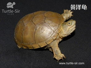 黄泽龟 黄泽蛋龟 黄泥龟 黄泥蛋龟的品相如何养成
